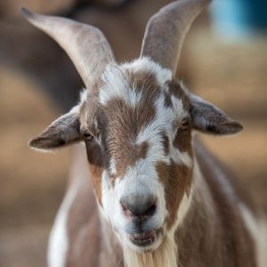 Rusty, Adult Male Goat