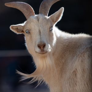 Vanilli, Adult Male unknown