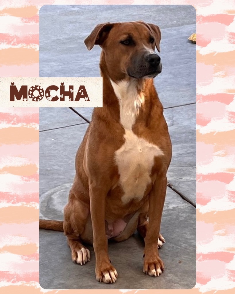 Mocha