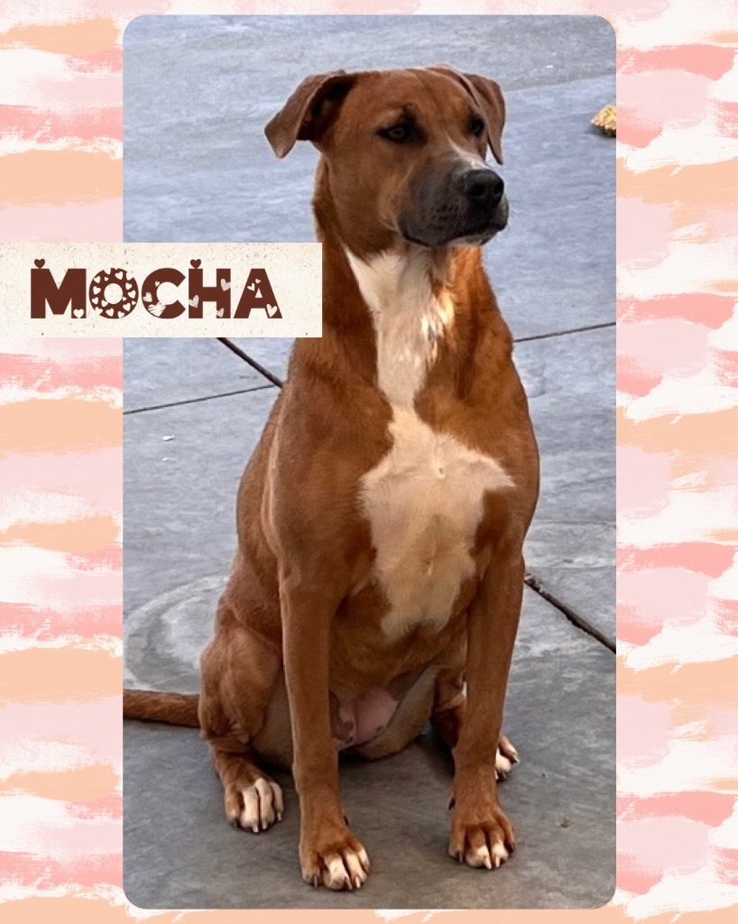 Mocha, an adoptable Labrador Retriever in Greenwood, MS, 38930 | Photo Image 1
