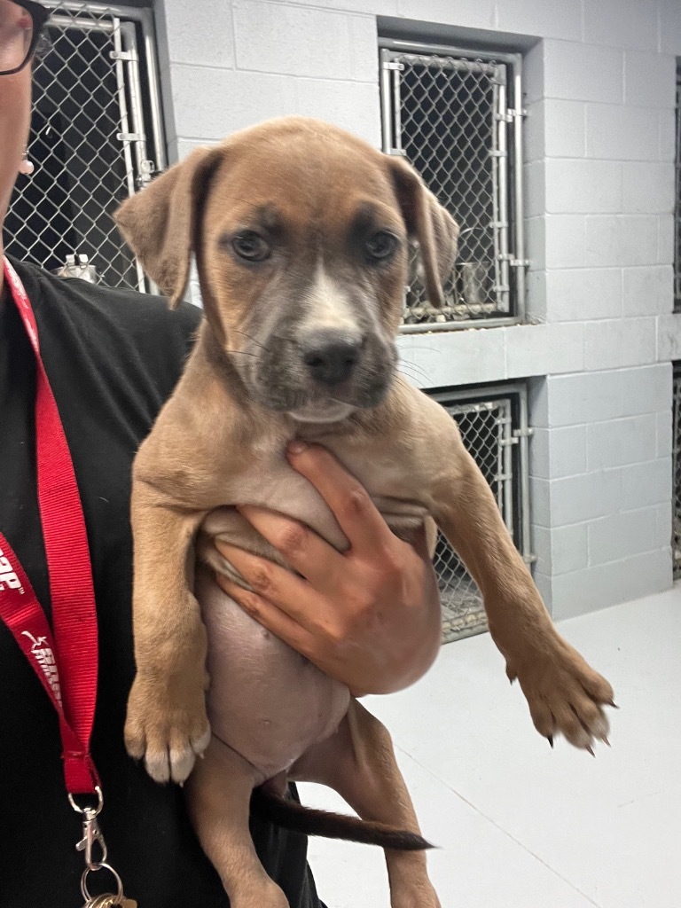 Mocha, an adoptable Labrador Retriever in Greenwood, MS, 38930 | Photo Image 2