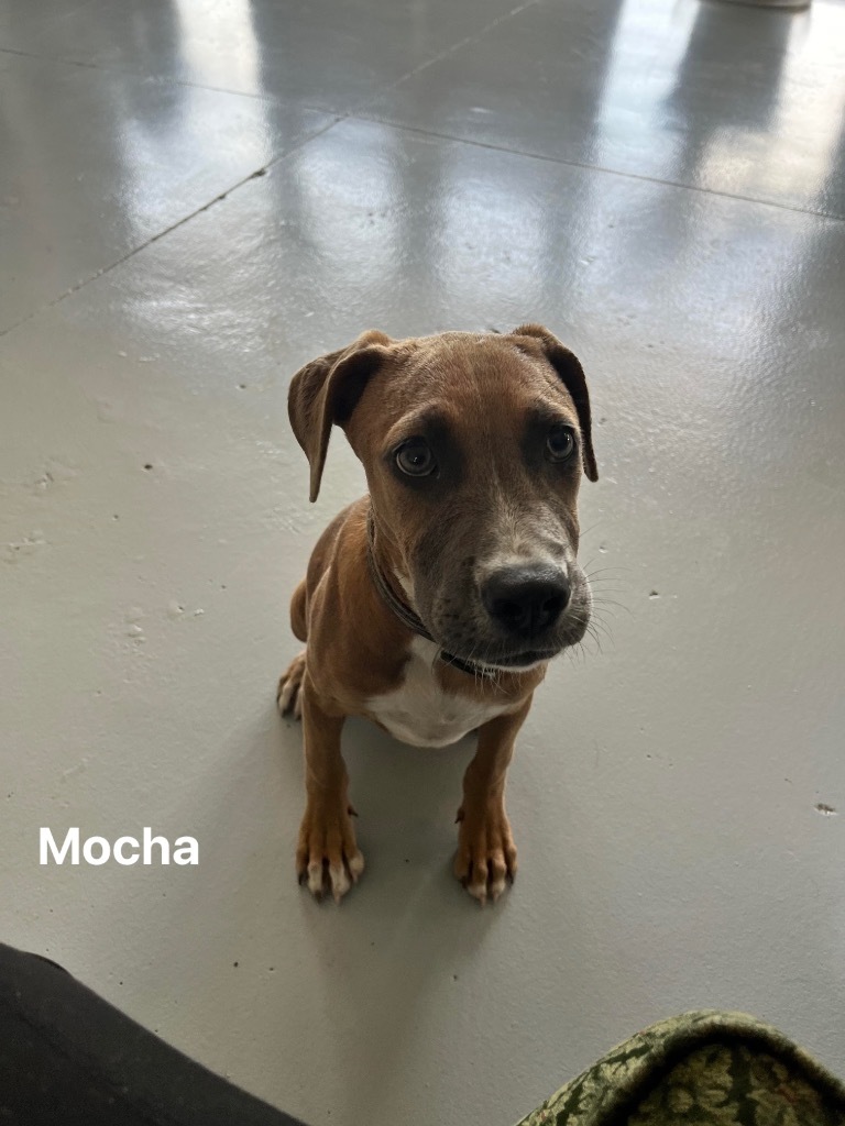 Mocha, an adoptable Labrador Retriever in Greenwood, MS, 38930 | Photo Image 3