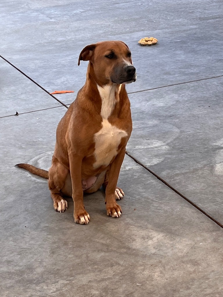 Mocha, an adoptable Labrador Retriever in Greenwood, MS, 38930 | Photo Image 4