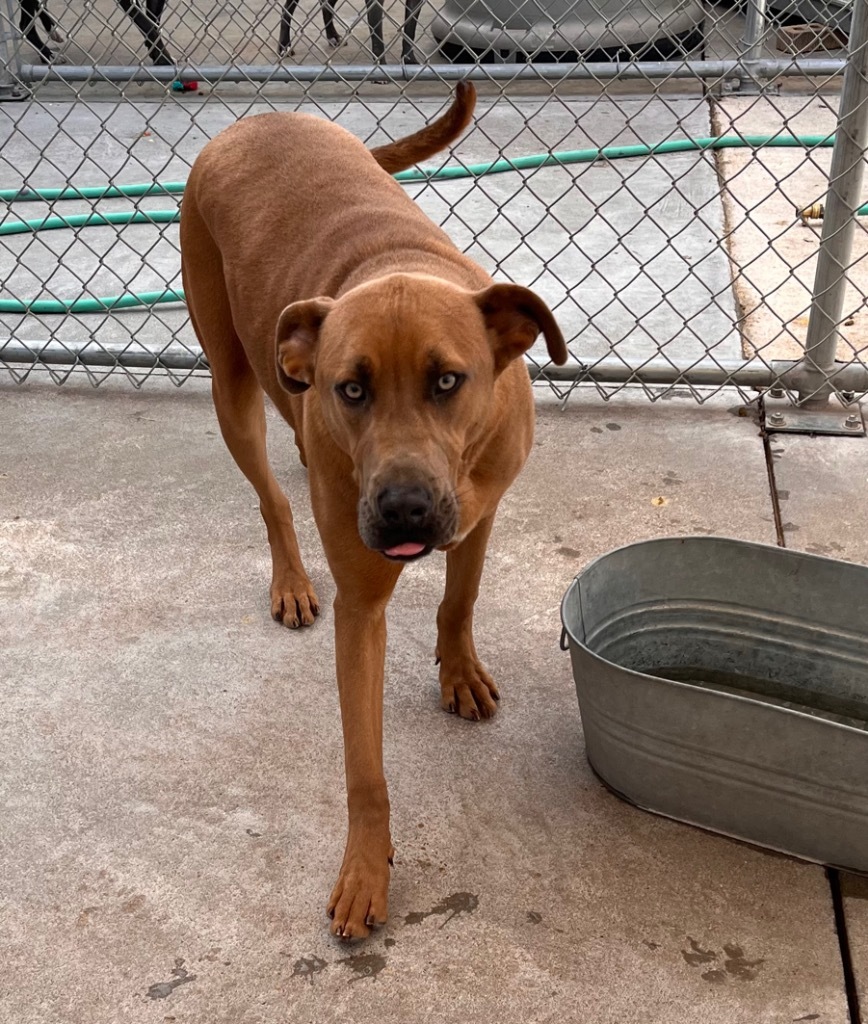 Mickey, an adoptable Labrador Retriever in Greenwood, MS, 38930 | Photo Image 1