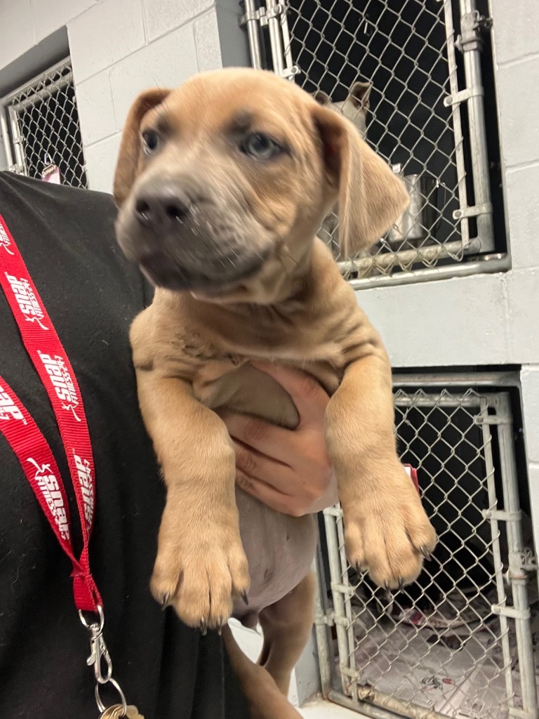 Mickey, an adoptable Labrador Retriever in Greenwood, MS, 38930 | Photo Image 2