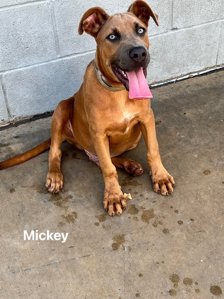 Mickey, an adoptable Labrador Retriever in Greenwood, MS, 38930 | Photo Image 3