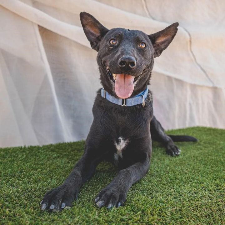 Gunnar, an adoptable Labrador Retriever Mix in Battle Ground, WA_image-4