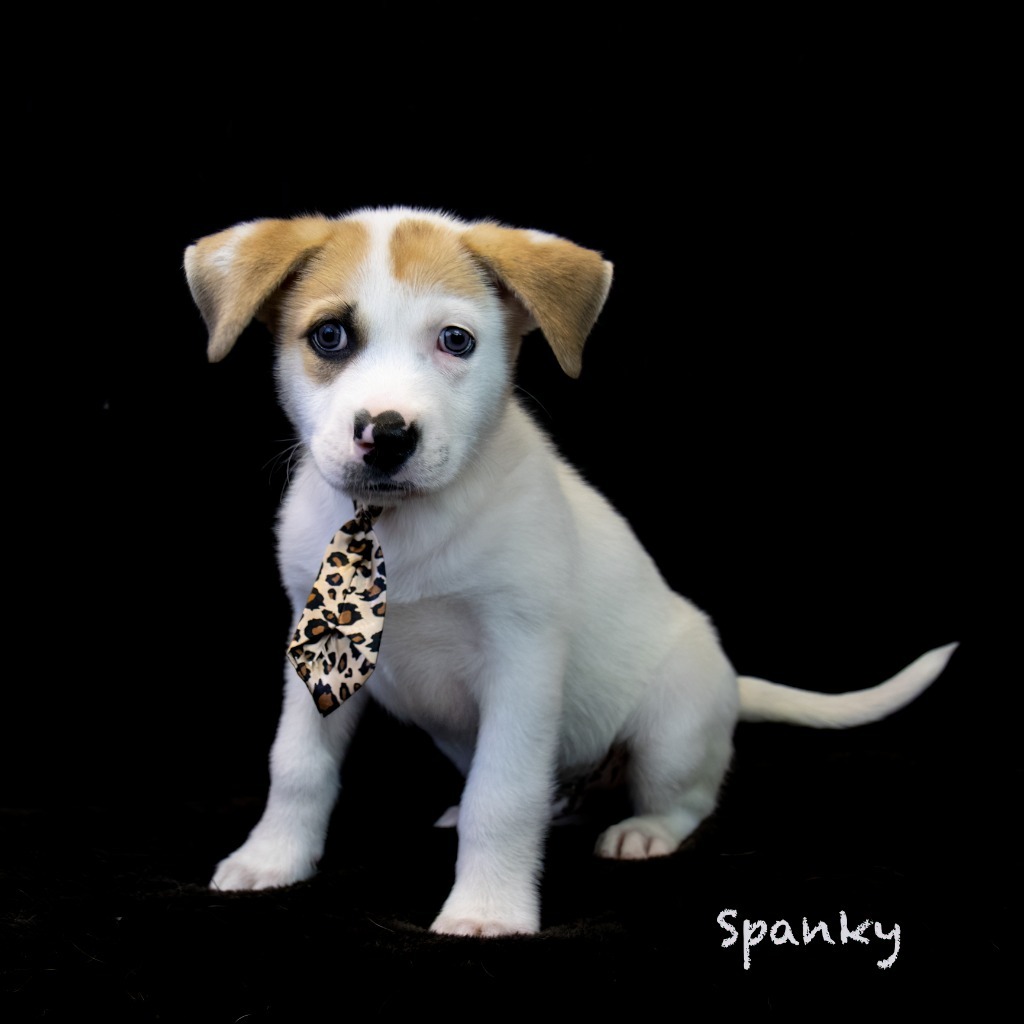 Spanky