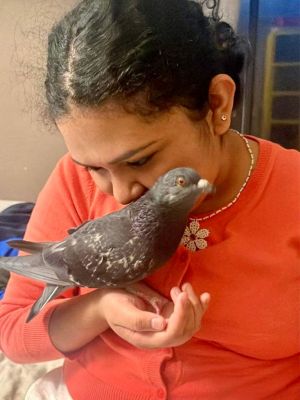 Luna is a semi-tame unreleasable feral pigeon who survived a now-healed broken wing The loving per