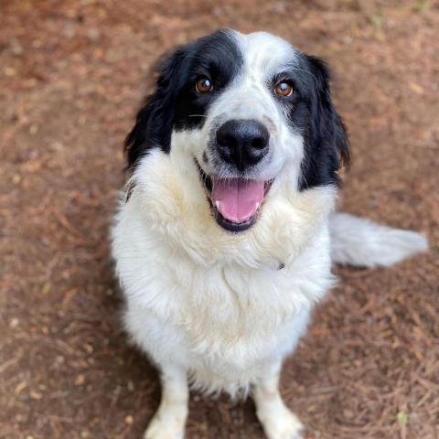 how big do border collie and great pyernes pups get