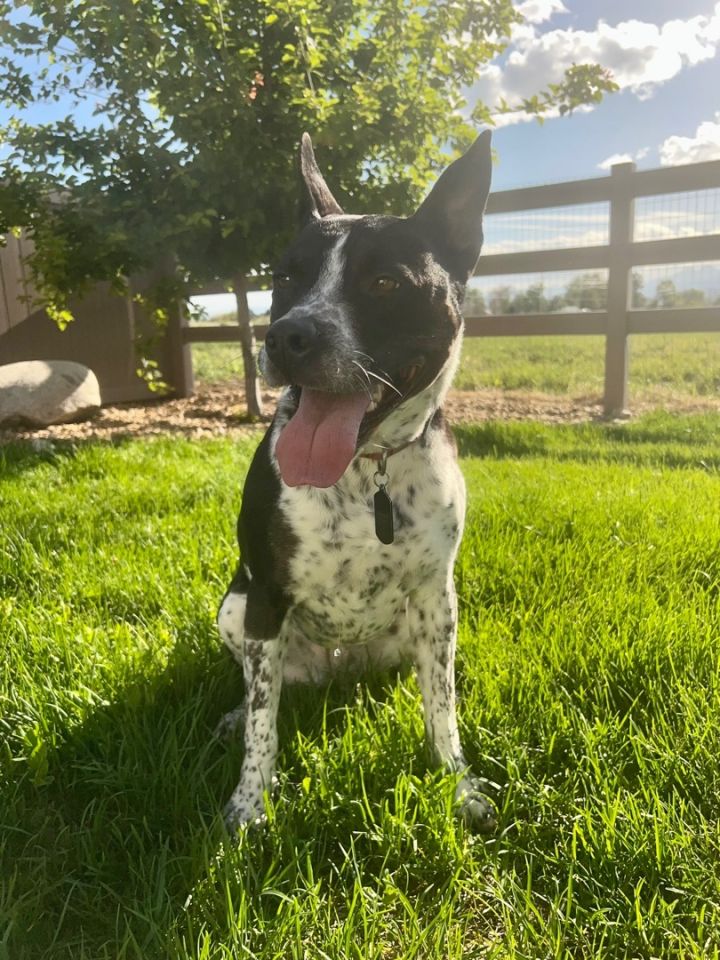 australian cattle dog pit bull boxer mix