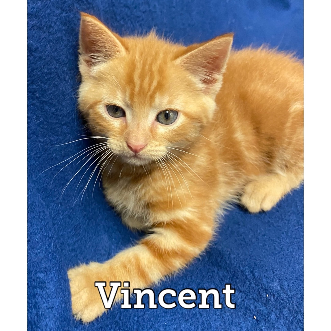 Vincent detail page