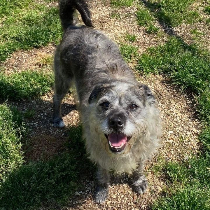 Sadie, an adoptable Terrier in Queenstown, MD_image-2