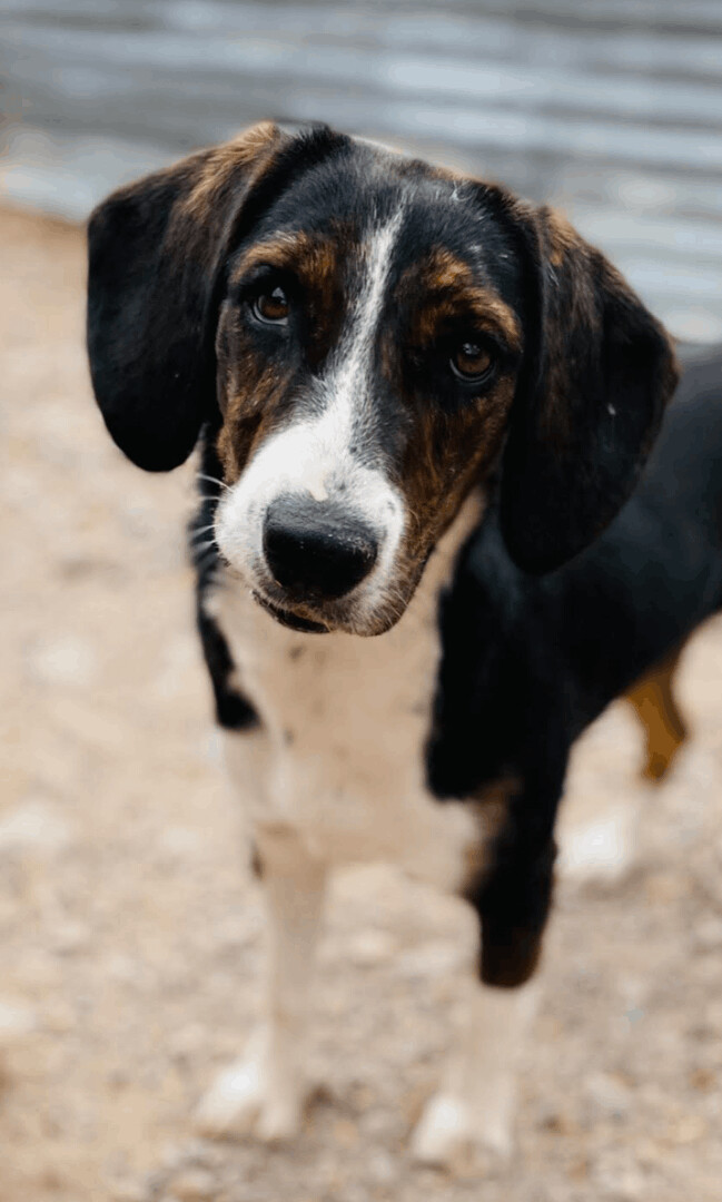 Dixie, an adoptable Basset Hound & Beagle Mix in Williamsburg, NM_image-3