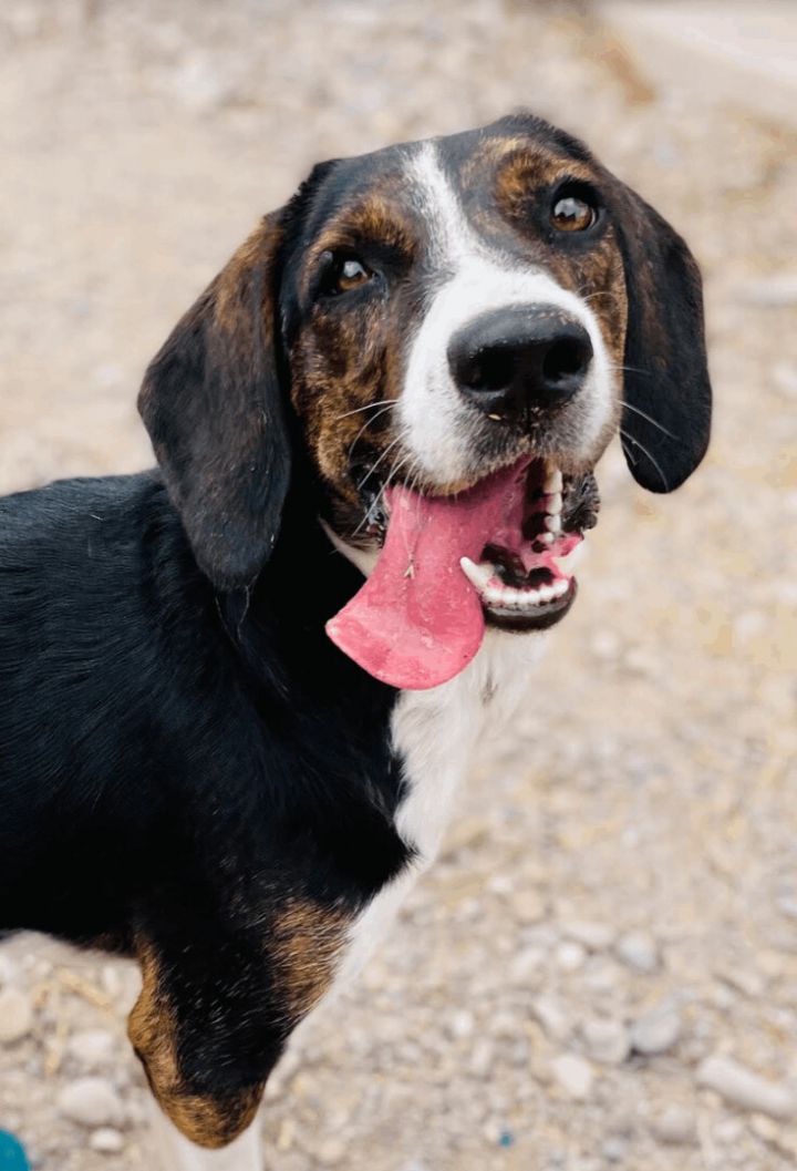 Dixie, an adoptable Basset Hound & Beagle Mix in Williamsburg, NM_image-5