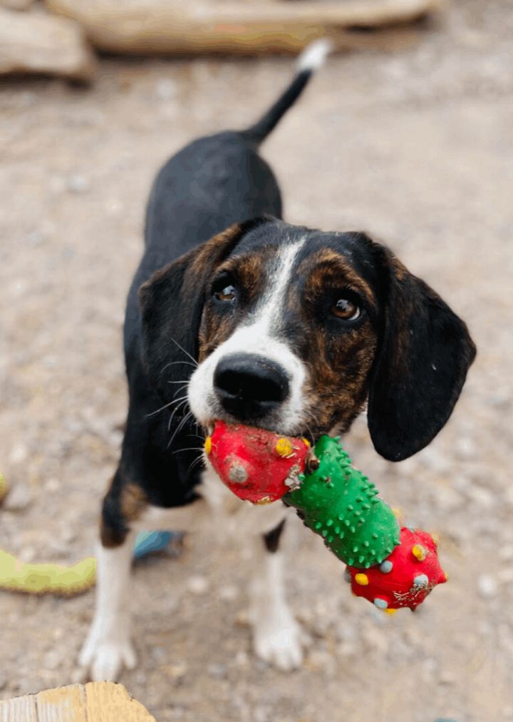 Dixie, an adoptable Basset Hound & Beagle Mix in Williamsburg, NM_image-6