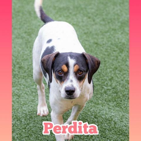 Perdita