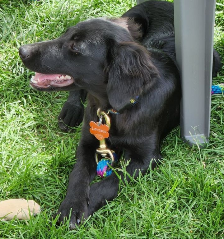 Minnie, an adopted Retriever & Border Collie Mix in Loveland, CO_image-3