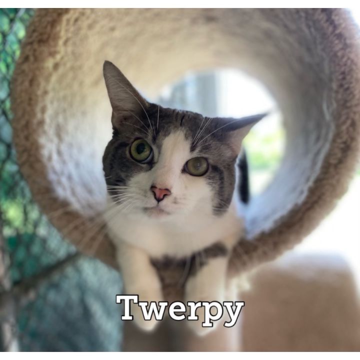 Twerpy, an adoptable Domestic Short Hair in Waynesburg, PA_image-2