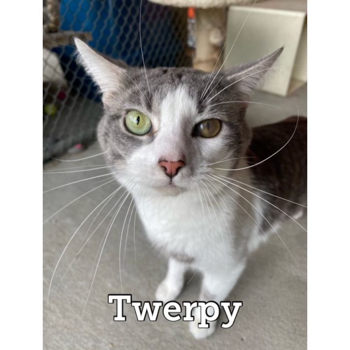 Twerpy, an adoptable Domestic Short Hair in Waynesburg, PA_image-3