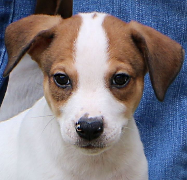 Cypress, an adopted Feist Mix in Charles Town, WV_image-1