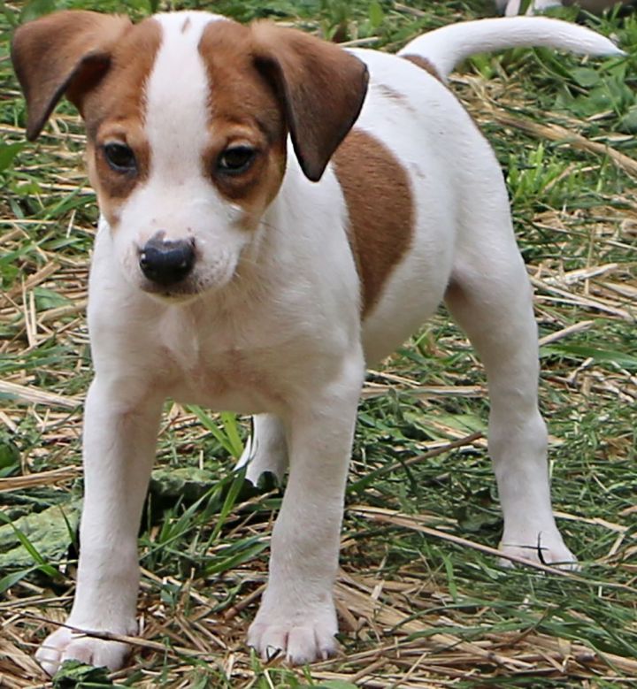 Cypress, an adopted Feist Mix in Charles Town, WV_image-2