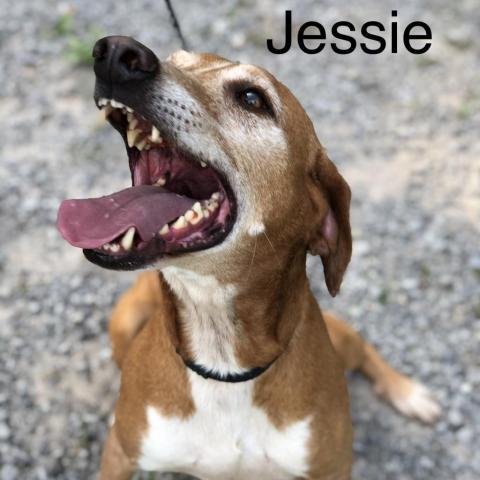 Jessie