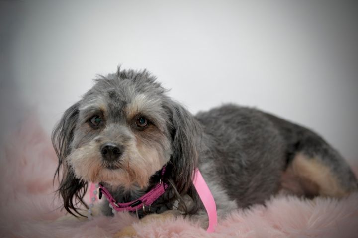 Taytum, an adopted Shih poo in Sevierville, TN_image-2