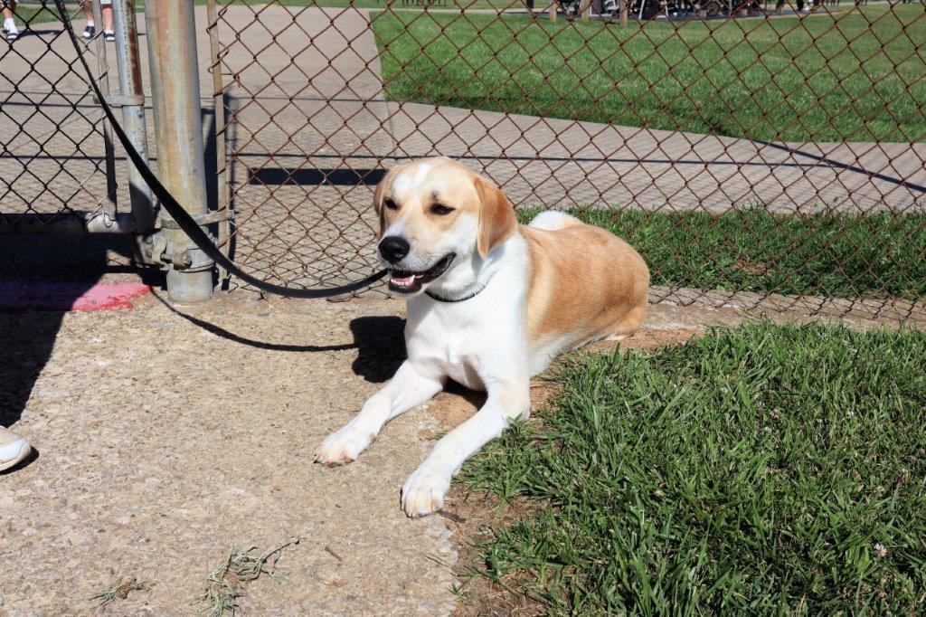 XANDER - Paws Behind Bars Trained