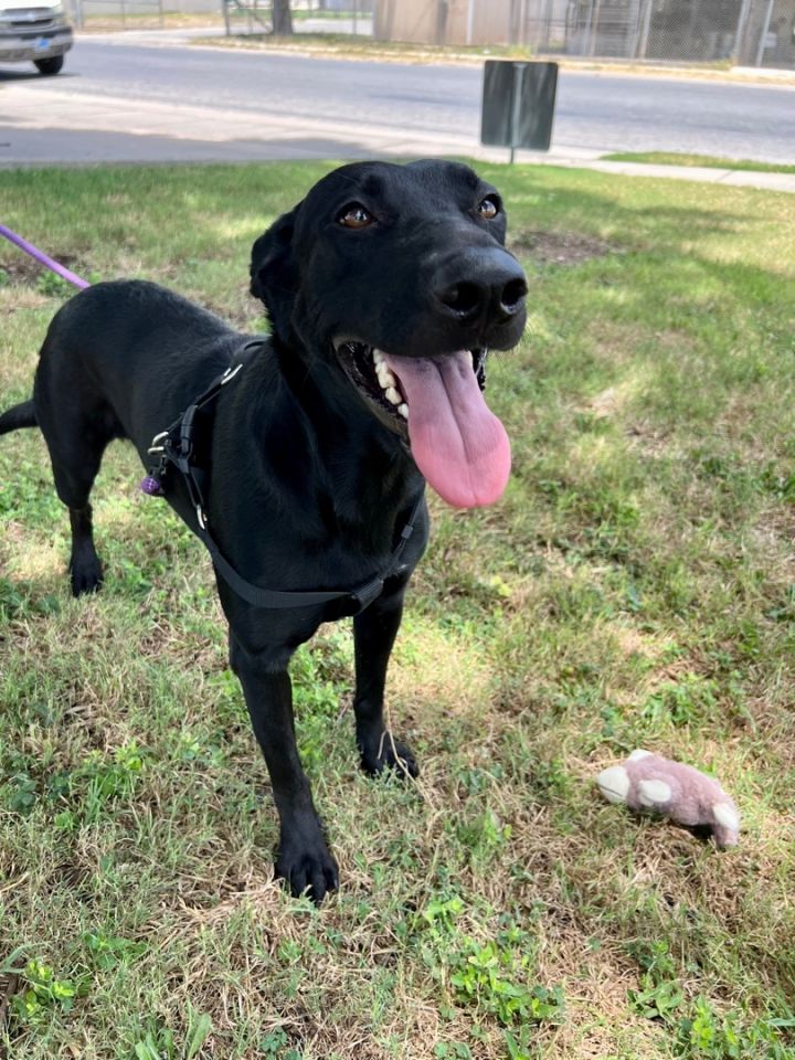 Lucy, an adoptable Labrador Retriever in Uvalde, TX_image-1