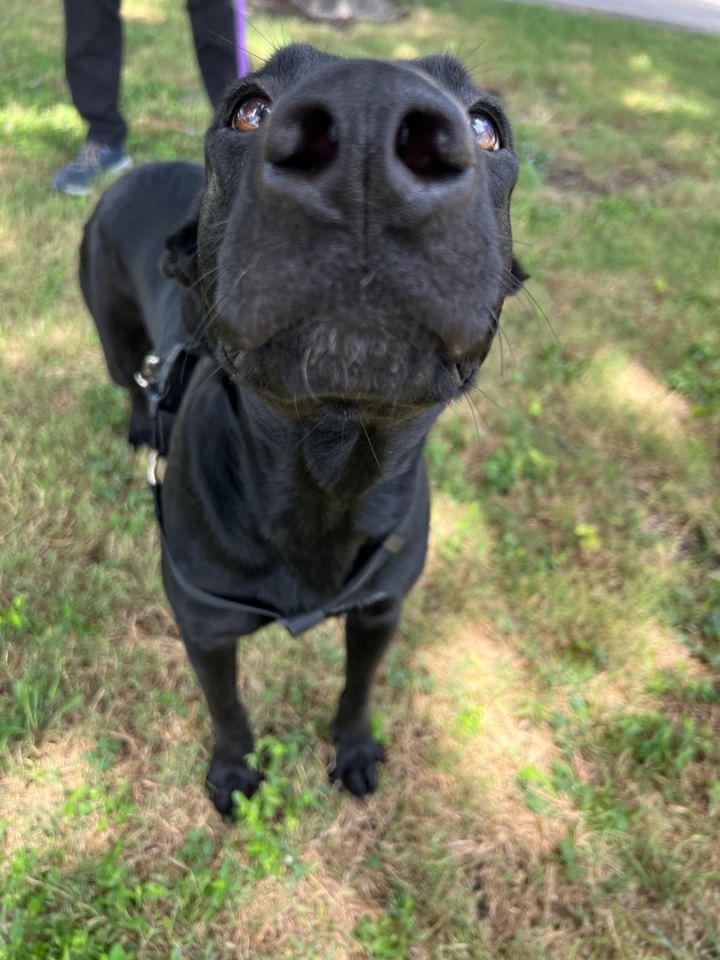 Lucy, an adoptable Labrador Retriever in Uvalde, TX_image-4