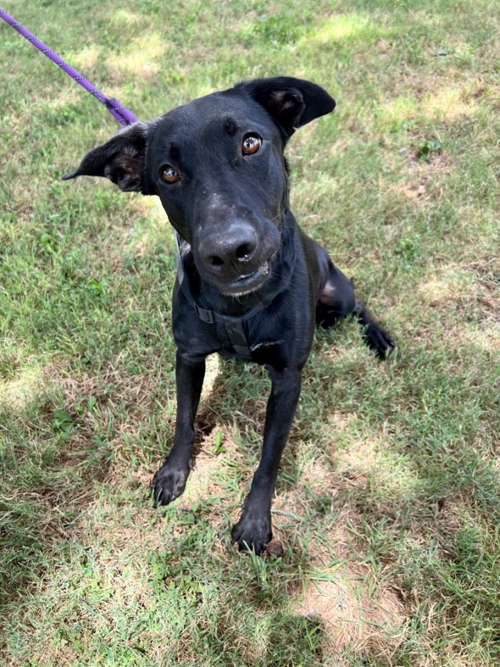 Lucy, an adoptable Labrador Retriever in Uvalde, TX_image-5