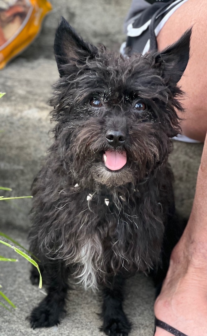Dog for adoption - Keko , a Yorkshire Terrier & Cairn Terrier Mix in  Charleston , SC | Petfinder