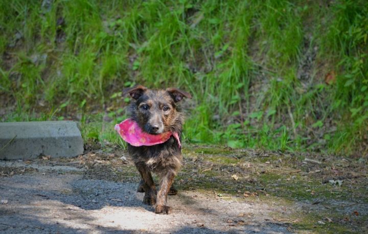 Moira, an adoptable Wirehaired Terrier in Sevierville, TN_image-2