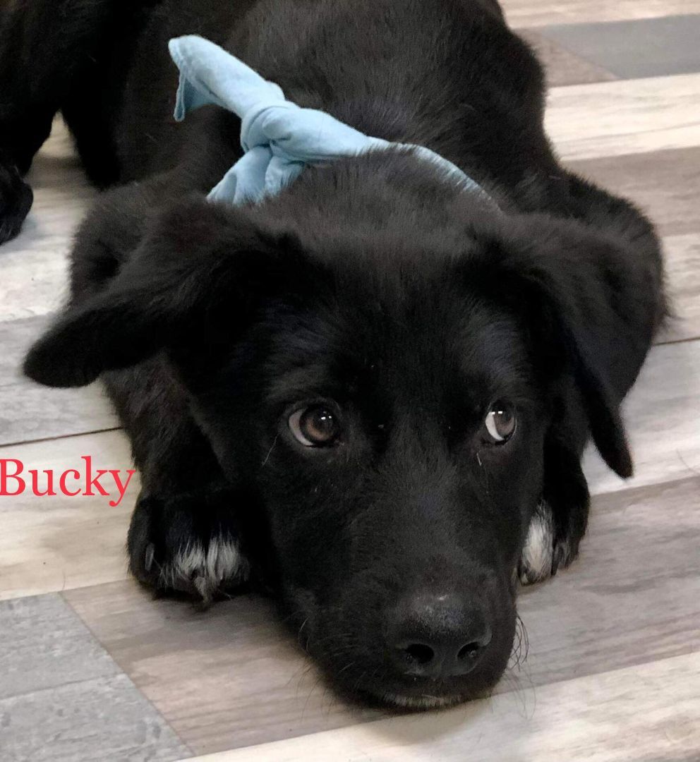 Bucky