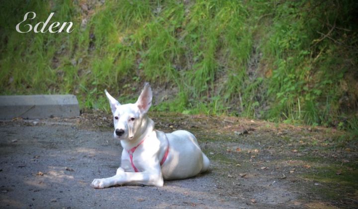 Eden, an adoptable Terrier Mix in Sevierville, TN_image-1