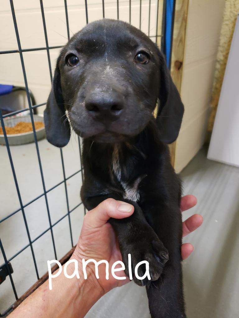 Pamela