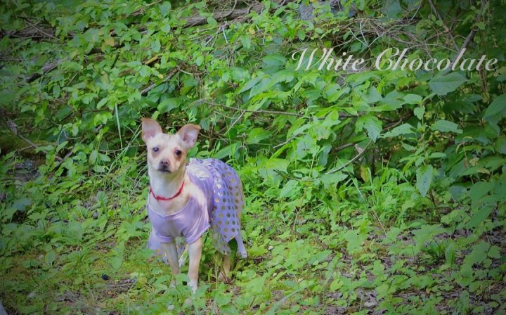 White Chocolate, an adoptable Chihuahua in Sevierville, TN_image-1