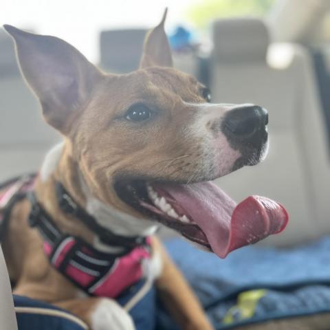 Cora, an adoptable Terrier Mix in Arlington, VA_image-5