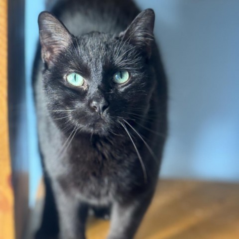 Peanut, an adoptable Domestic Short Hair in Milford, IA, 51351 | Photo Image 1