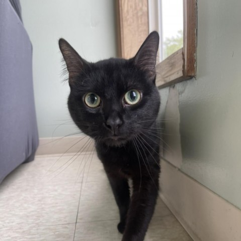 Peanut, an adoptable Domestic Short Hair in Milford, IA, 51351 | Photo Image 3