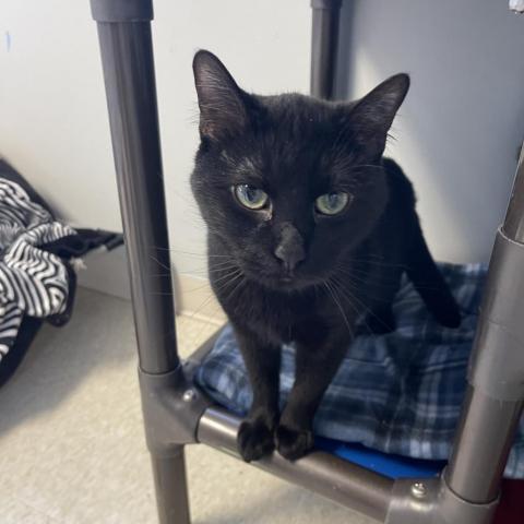 Peanut, an adoptable Domestic Short Hair in Milford, IA, 51351 | Photo Image 3