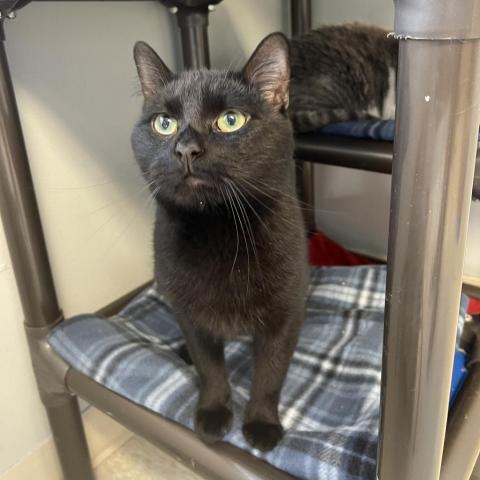 Peanut, an adoptable Domestic Short Hair in Milford, IA, 51351 | Photo Image 5