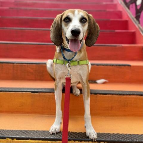 Ozzy, an adoptable Treeing Walker Coonhound Mix in Arlington, VA_image-1