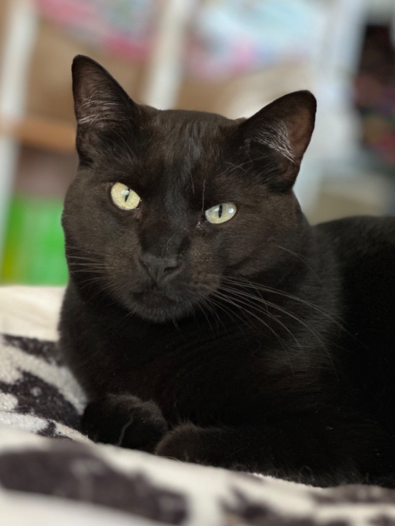 Jordan, an adoptable Domestic Short Hair in Oxnard, CA, 93035 | Photo Image 1