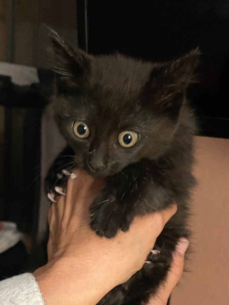 Jordan, an adoptable Domestic Short Hair in Oxnard, CA, 93035 | Photo Image 2