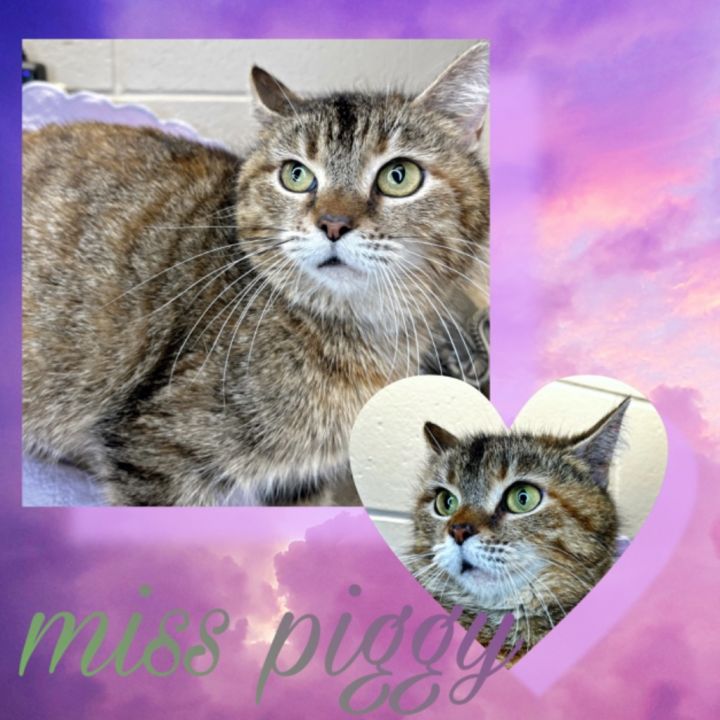 MISS PIGGY 1