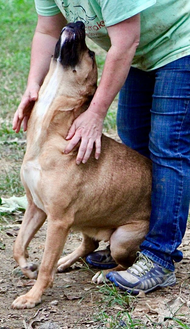 Anita, an adoptable Shepherd in Amston, CT, 06231 | Photo Image 3