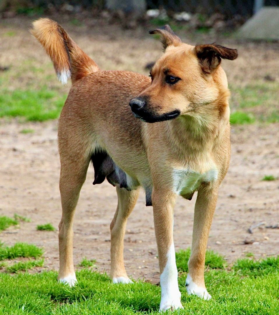 Lilibeth, an adoptable German Shepherd Dog, Collie in Amston, CT, 06231 | Photo Image 2