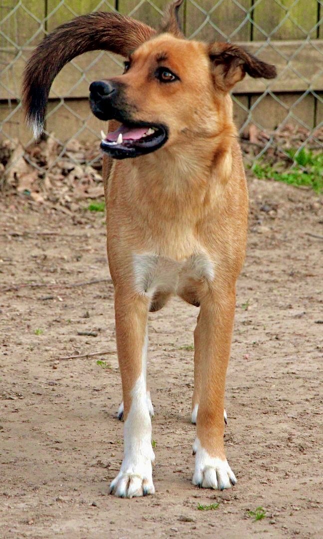 Lilibeth, an adoptable German Shepherd Dog, Collie in Amston, CT, 06231 | Photo Image 3